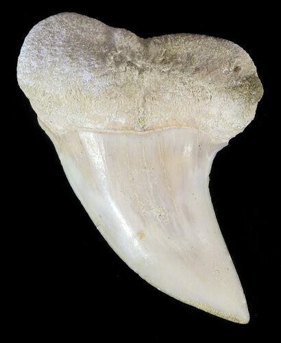 Mako Shark Tooth Fossil - Sharktooth Hill, CA #46779